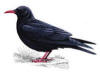 Chough